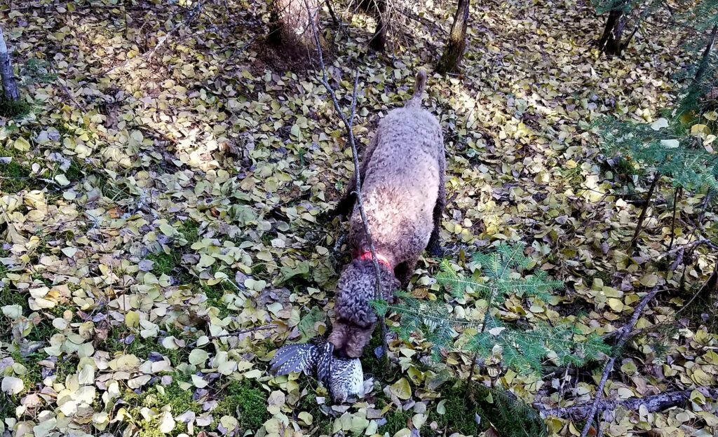 MN Grouse Hunting